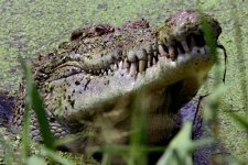 Bắc Úc: Hai người nhảy xuống sông đầy cá sấu để trốn cảnh sát
