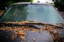 Lá cây rụng có thể gây ra những hỏng hóc nghiêm trọng cho xe của bạn