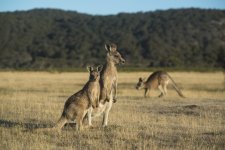 Kangaroo đối mặt nguy cơ chết đói vì thiếu thức ăn