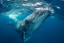 Cá voi xanh gầy gò vì không có đủ thức ăn