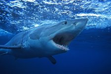 Nam Úc: Người đàn ông bị cá mập tấn công ba lần trước khi mất tích