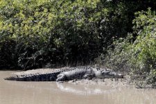 Queensland: Tìm thấy thi thể ngư dân mất tích trong bụng cá sấu