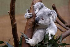 Koala có nguy cơ bị tuyệt chủng vào năm 2050