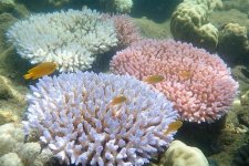 UNESCO muốn hạ cấp danh hiệu Di sản thế giới của Great Barrier, Úc phản đối