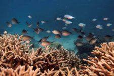 UNESCO muốn hạ cấp của Great Barrier Reef, truyền thông nghi Trung Quốc thao túng UNESCO
