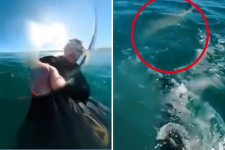 Vận động viên lướt ván "thoát chết" khi cá mập truy đuổi tại Mornington Peninsula