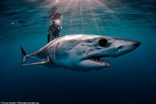 Những bức ảnh tuyệt đẹp trong cuộc thi ảnh "Ngày đại dương thế giới"