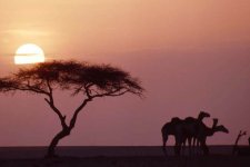 Cái chết bí ẩn của cây keo 300 tuổi giữa sa mạc Sahara