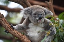 Hy vọng tìm được nơi trú ẩn mới cho gấu koala ở núi cao bang NSW