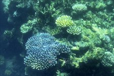 Trái đất ấm lên gây nguy cơ bệnh tật cho các rạn san hô