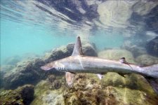 Cá mập sống tại các rạn san hô ở Úc đang phát triển tốt hơn những nơi khác