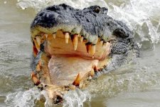 Queensland: Thợ lặn bị cá sấu ngoạm đầu vẫn thoát nạn một cách thần kỳ
