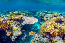 Úc muốn UNESCO đánh giá trực tiếp Great Barrier Reef