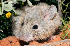 Phát hiện các cá thể chuột Gould tưởng bị tuyệt chủng ở Tây Úc