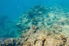 Năm chuyên gia ủng hộ quyết định của UNESCO đối với rạn san hô Great Barrier