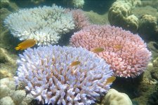 Triển vọng phục hồi của rạn san hô Great Barrier Reef rất ít