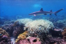 Great Barrier Reef tạm thoát danh sách di sản nguy cấp của UNESCO