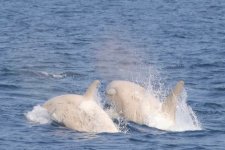 Cặp cá voi sát thủ trắng quý hiếm xuất hiện ngoài khơi Nhật Bản