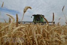 Nga đề nghị LHQ tham gia vào các cuộc đàm phán xuất khẩu ngũ cốc với Ukraine