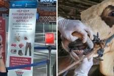 Melbourne: Phát hiện dấu vết của virus lở mồm long móng tại một cửa hàng bán lẻ