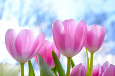 Nguồn gốc, đặc điểm và ý nghĩa của hoa Tulip