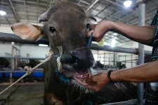Indonesia lên kế hoạch giảm phụ thuộc nguồn cung gia súc từ Úc