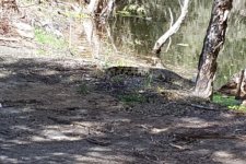 Cá sấu và rắn độc lang thang trên mặt sân golf tại Úc