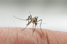 Máy điều hòa có khả năng diệt được muỗi?