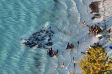 Gần 100 con cá voi hoa tiêu đã chết trên bãi biển Tây Úc
