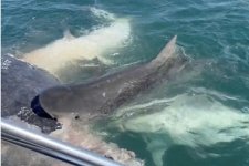 Queensland: Khoảng 50 con cá mập cắn xé xác cá voi lưng gù