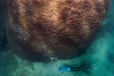 Cụm san hô khổng lồ sống sót qua khoảng 80 trận bão lớn