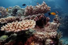 San hô đang phục hồi trên rạn san hô Great Barrier