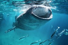 Cá mập voi sẽ “truất ngôi" gấu Kodiak và trở thành loài động vật ăn tạp lớn nhất thế giới