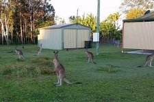 Kangaroo xâm chiếm thị trấn ở Queensland