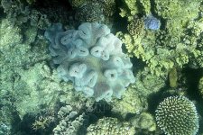 UNESCO đánh giá việc bảo tồn rạn san hô Great Barrier