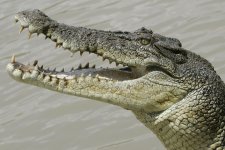 Bộ Quốc phòng Úc bị kiện vì cá sấu tấn công binh sĩ