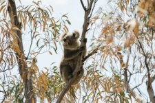 Tin Úc: Đề xuất thiết lập hành lang bảo vệ môi trường sống của koala