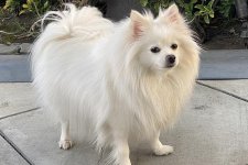 Chó Phốc sóc - Nguồn gốc, đặc điểm, giá bán và cách nuôi