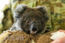 Quần thể koala suy giảm đáng báo động trong năm 2021