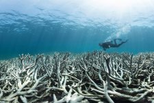 Chỉ trong 70 năm Trái Đất đã mất một nửa số san hô