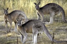 Tây Úc: Cụ ông 77 tuổi bị kangaroo tấn công đến tử vong