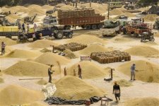 Hiện tượng El Nino đe dọa sản lượng lúa mỳ của Úc và châu Á