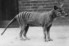 Lần đầu tiên tách chiết ARN từ hổ Tasmania