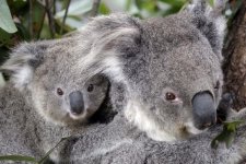 Thử nghiệm tiêm vaccine phòng bệnh chlamydia cho koala