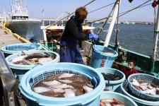 Úc hợp tác chống đánh bắt cá bất hợp pháp với Indonesia