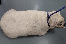 Ringwood: Người phụ nữ bị cấm nuôi động vật tám năm vì để chó mắc bệnh béo phì