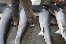Tin Úc: Các đàn cá bị đánh bắt quá mức và phần lớn sản lượng cá chưa qua kiểm định