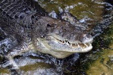 Queensland: Bị cá sấu dài 4,5 mét kéo xuống sông, người đàn ông may mắn thoát tử thần