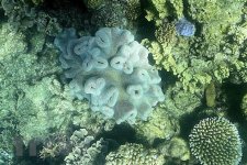 Úc đang nghiên cứu quá trình tái sinh sản của rạn san hô Great Barrier