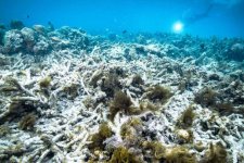 Great Barrier Reef bị ảnh hưởng đáng kể bởi biến đổi khí hậu